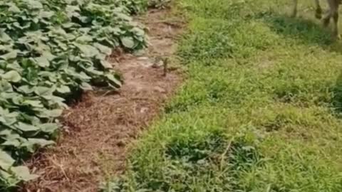 not allowed to eat vegetables