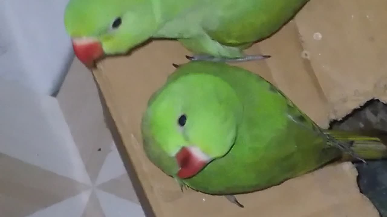 2 Cute parrot's in my home🤩😘. Mini vlog🤟