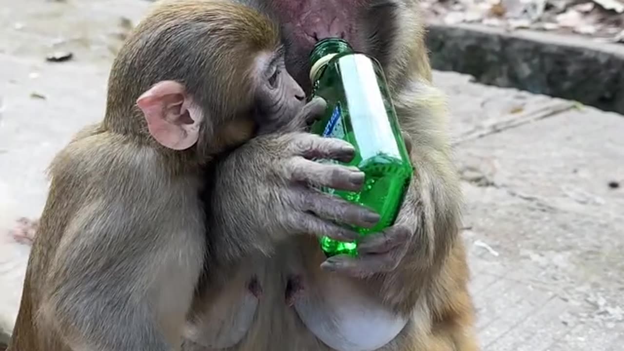 Monkey is very funny