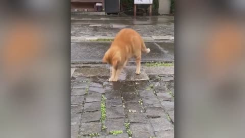 Very funny cat&dog videos