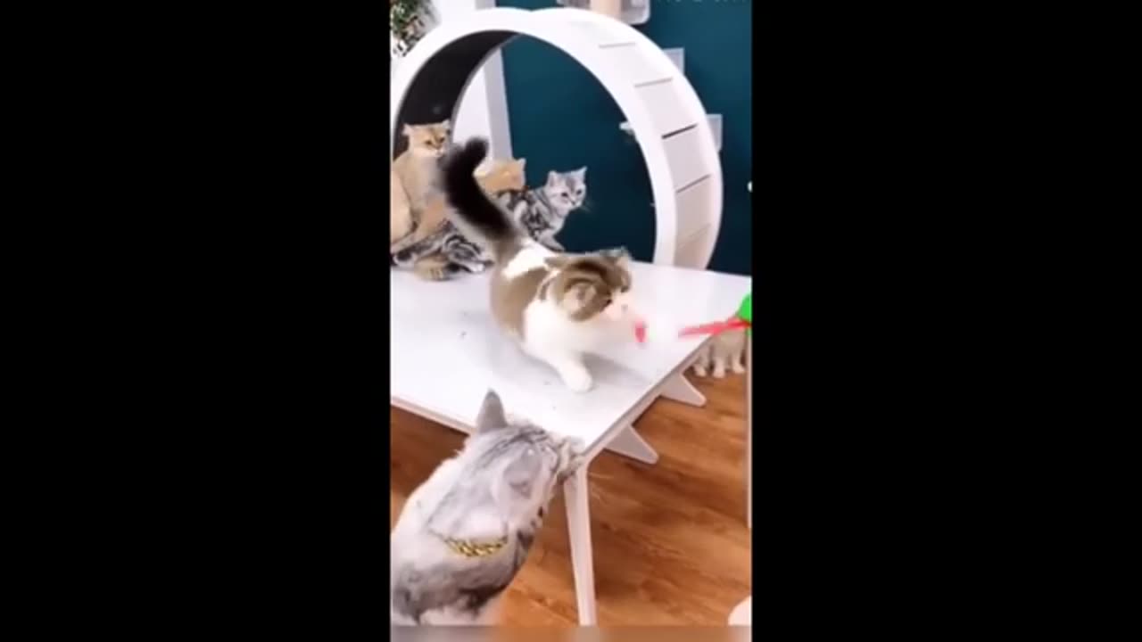 Cats being stupid for 10 minutes