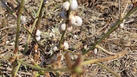 Snails colony