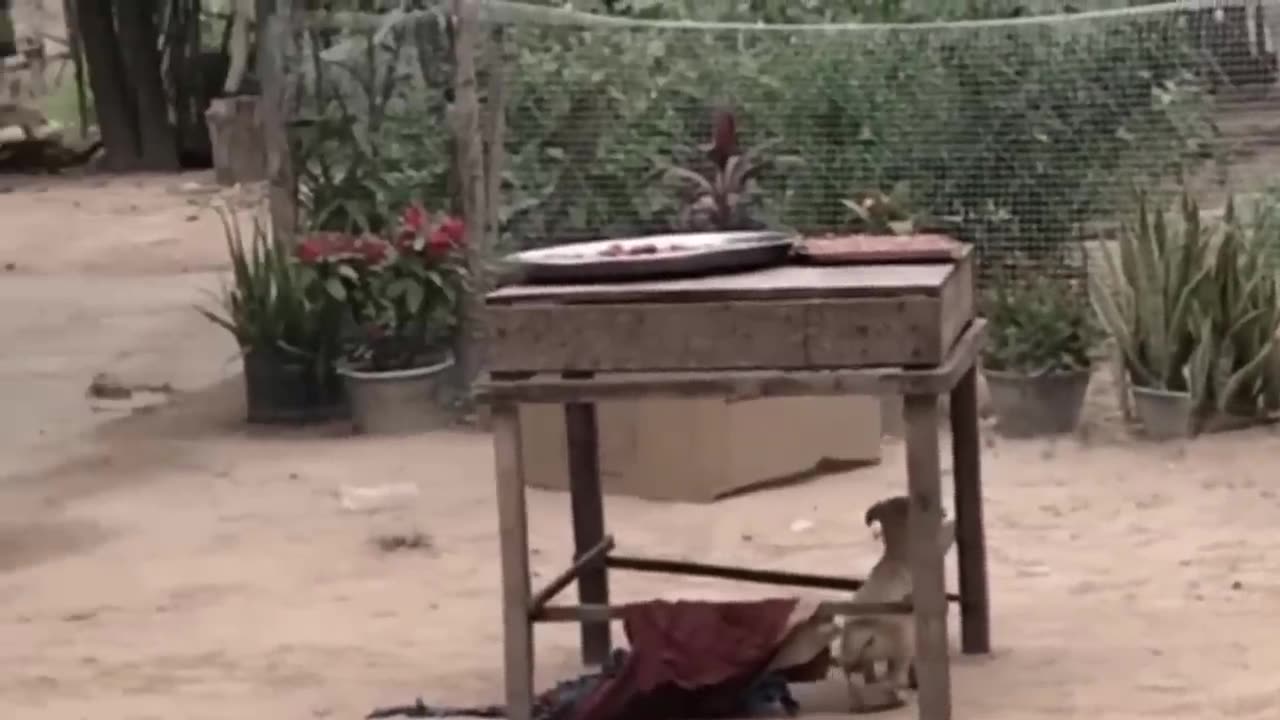 Funny Prank with animal