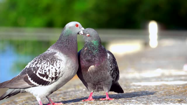 Beautiful dove