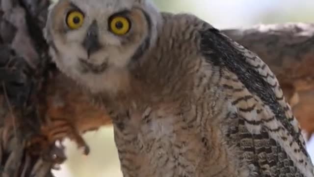 Protect the wild animal owl