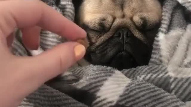 Is this a pocket dog or a quilt dog?