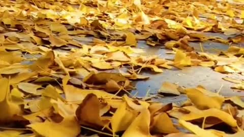 yellowleaves #yellow #relax #quiet #beauty #foryou #tiktok #sceneryvideos #scenery