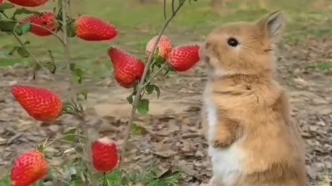 Beautiful rabbit video || rabbit 🐇