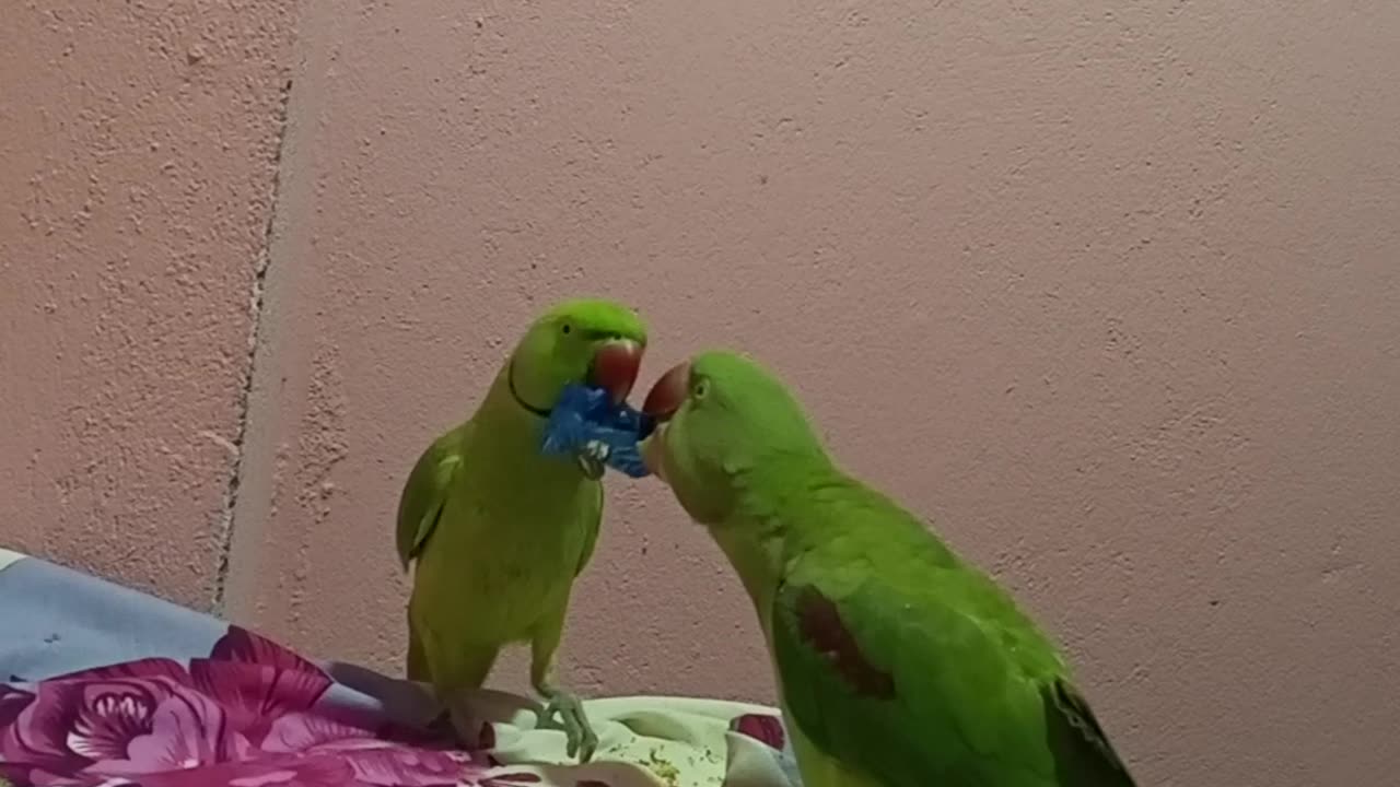 Funny Parrot Fight