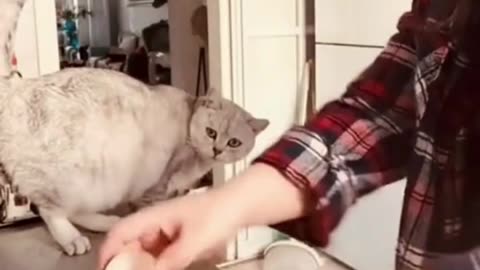 Funniest Cat Moment Recorded 😂 Funny Scene By Cats