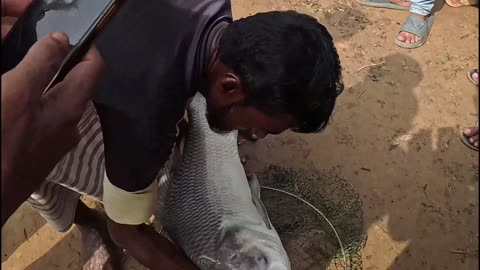 Amazing Catcing the Big Rohu Fish #fishing #fishingfestival #fish