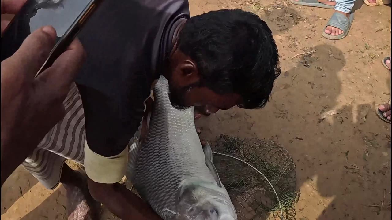 Amazing Catcing the Big Rohu Fish #fishing #fishingfestival #fish