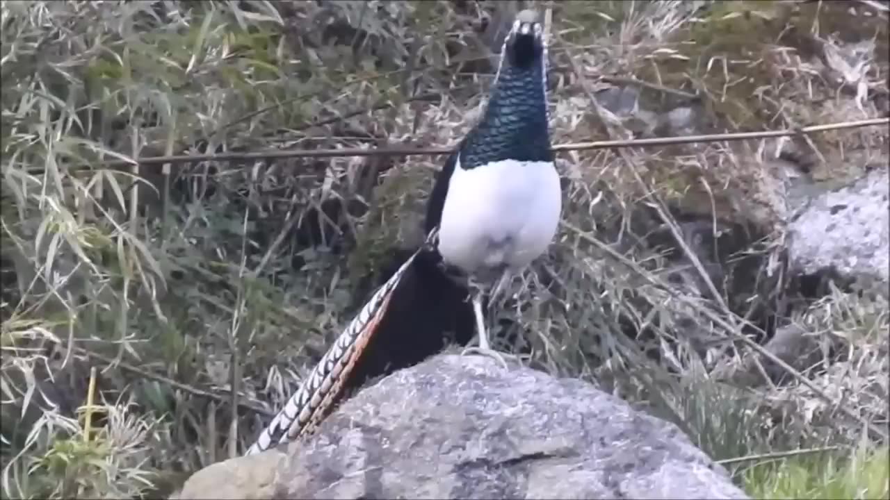 Golden Pheasants and wading birds