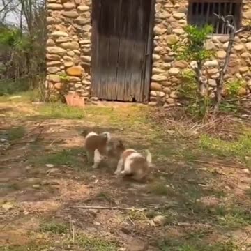 Cute baby animals Videos Compilation cute moment of the animals - Cutest Animals On Earth