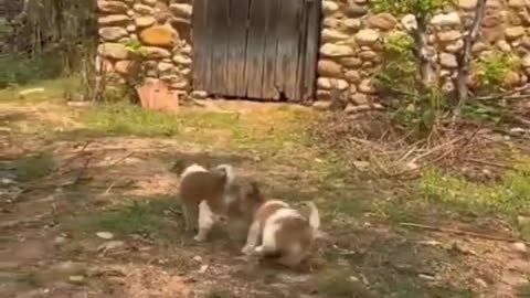 Cute baby animals Videos Compilation cute moment of the animals - Cutest Animals On Earth