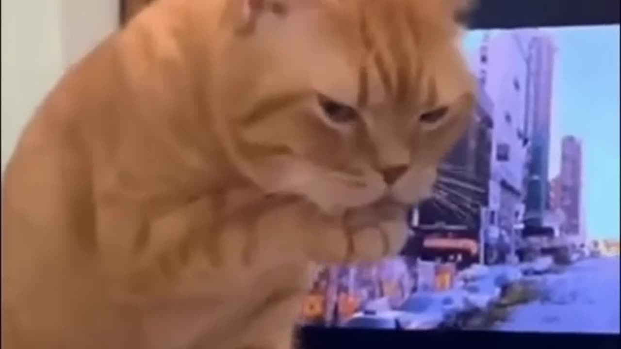 funny animal shorts