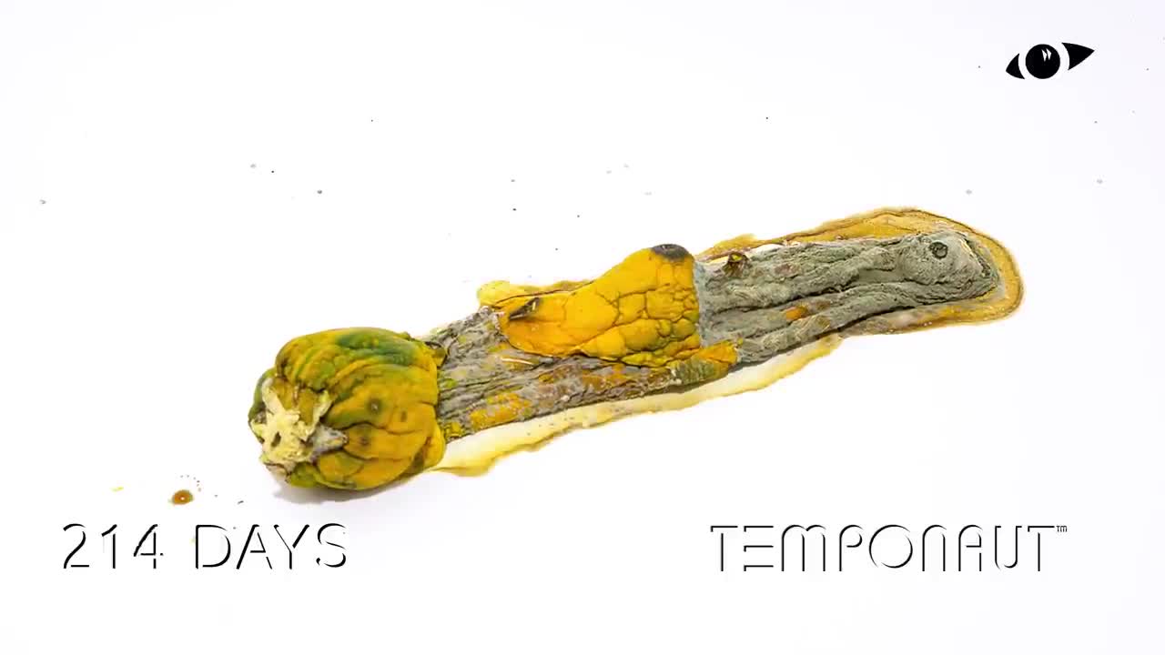 Zucchini Time Lapse