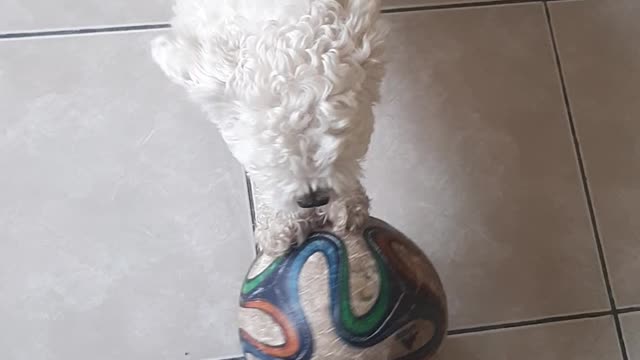 Copito playing soccer