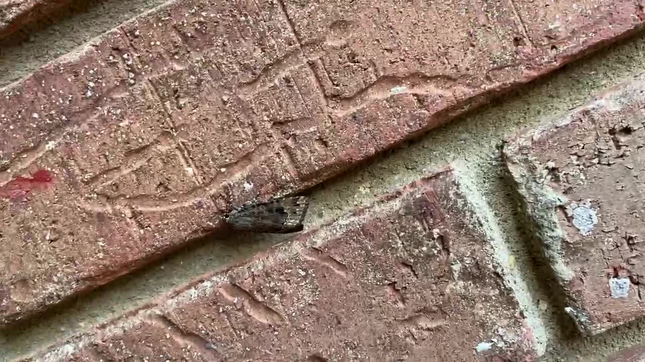 What is this bug on the wall?