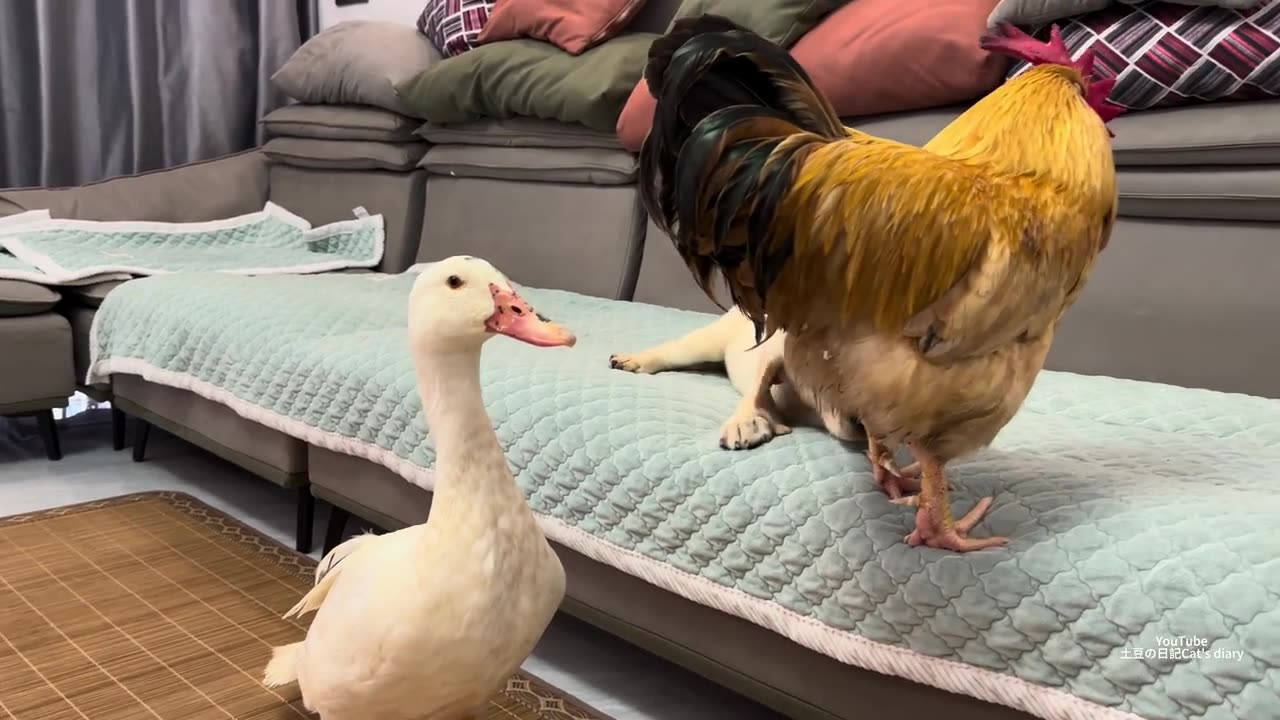 How does Labrador retriever react when he meets ducks and cocks? Their interaction is so funny