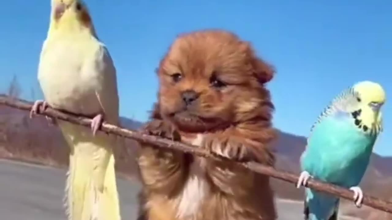Best funny animal video 🤣🤣🤣