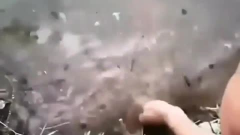 This is a beautiful and charming water-dwelling species