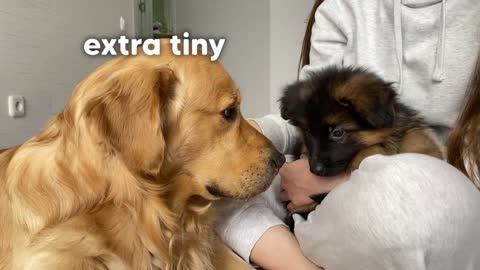 Golden Retriever Meets New Puppy _ Emotional Dog Reaction