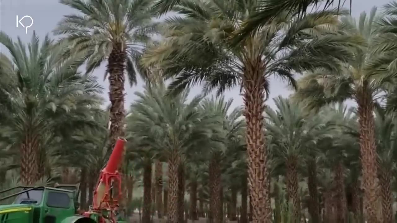 This is the Process of Harvesting Dates in the Largest Date Garden in the World