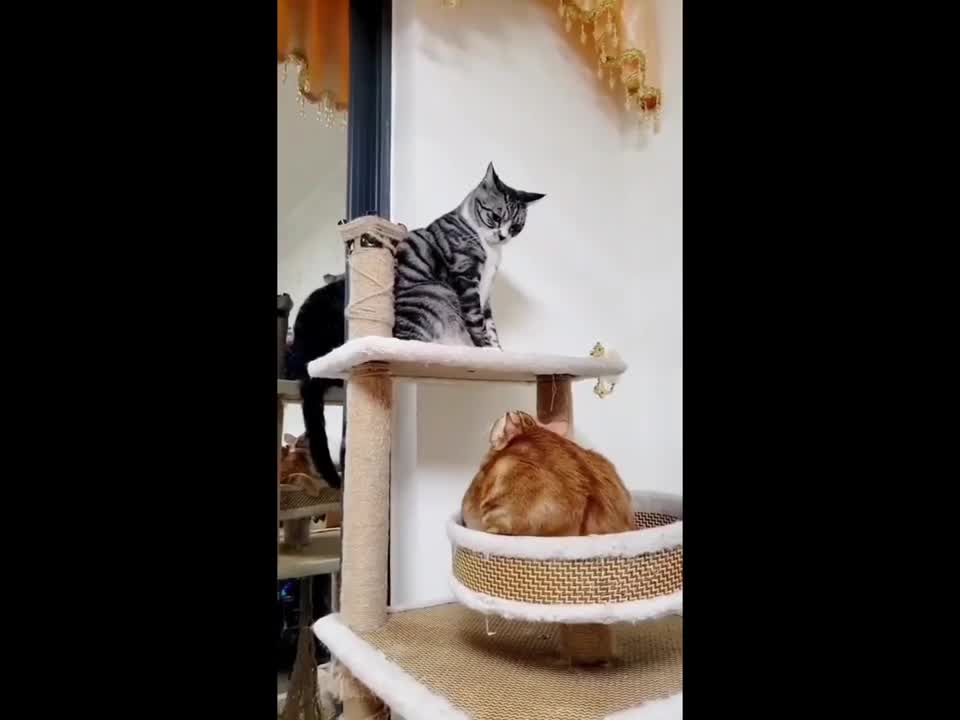 9.Cute cat funny cat videos❤