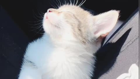 Sleeping Kitten