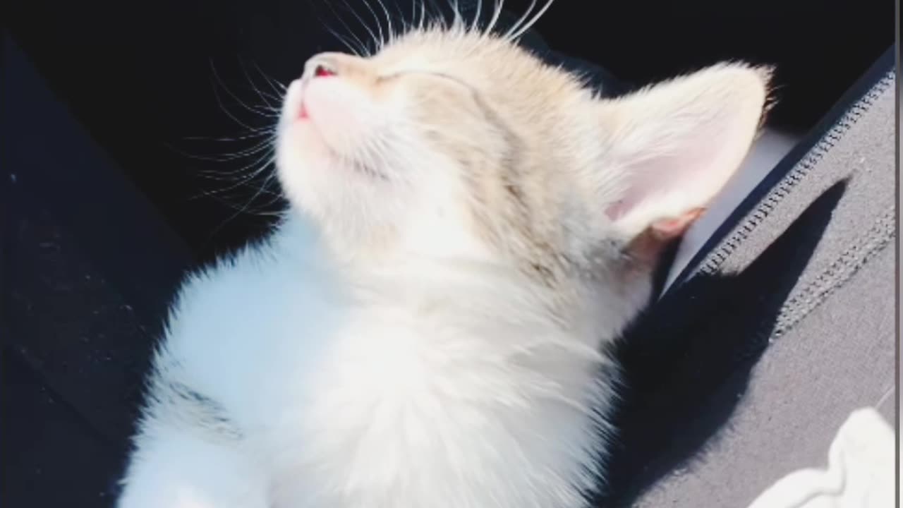 Sleeping Kitten