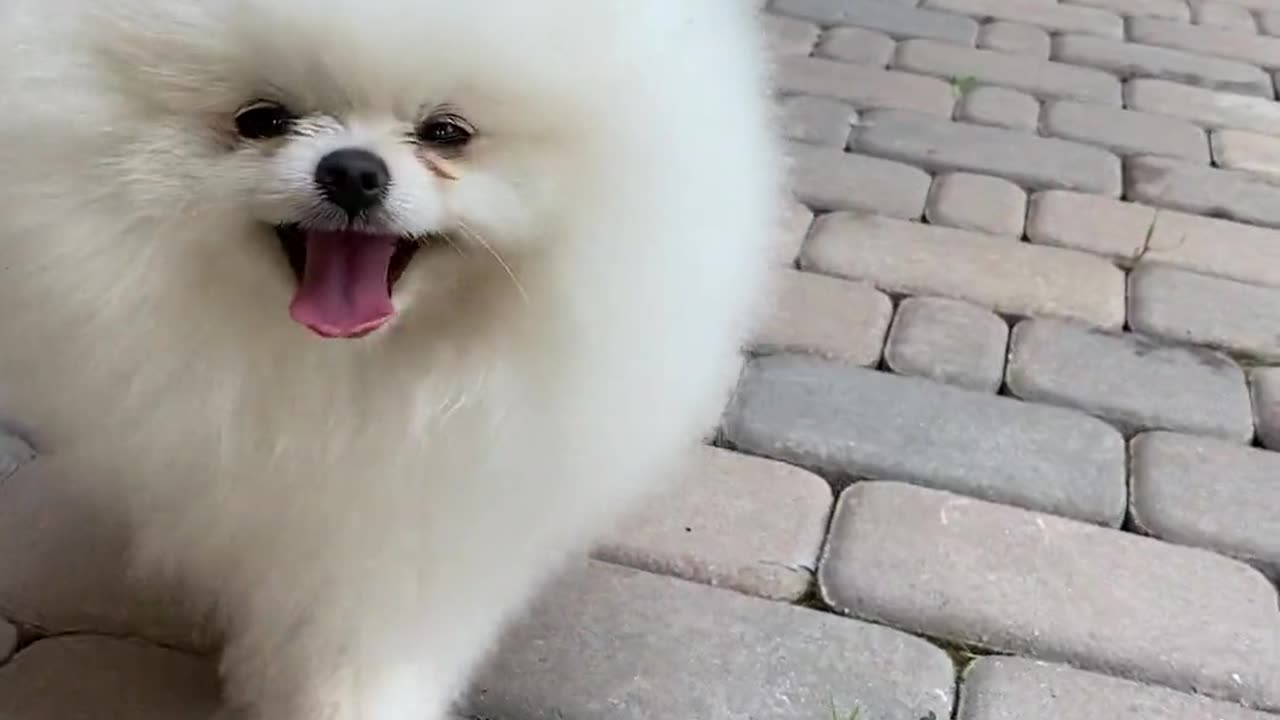 Cute dog video.