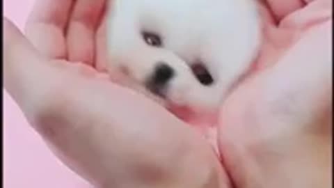 cute dog tiktok