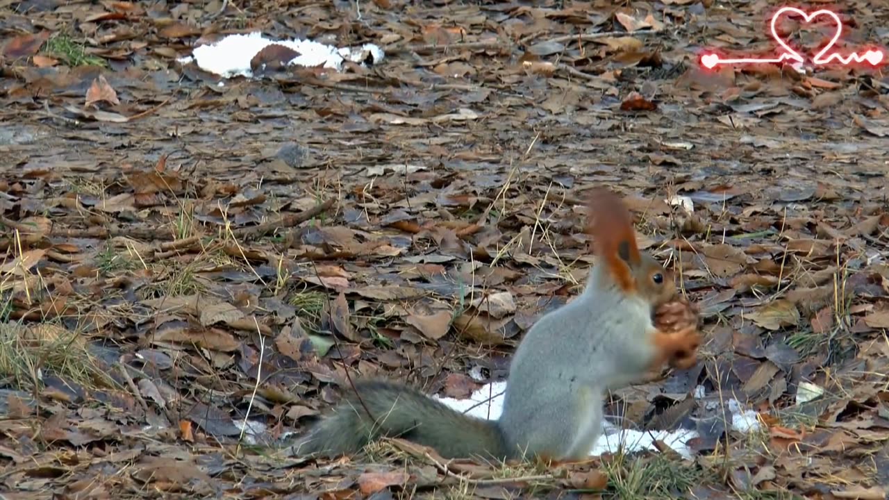 Squeal animal lover