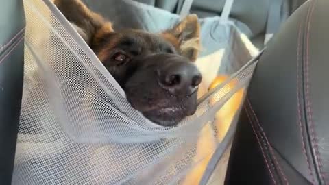 I Took My German Shepherd and Golden Retriever On a Car Ride