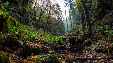 Beautiful nature and relaxing music
