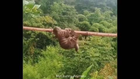 Funny animals - Part 12