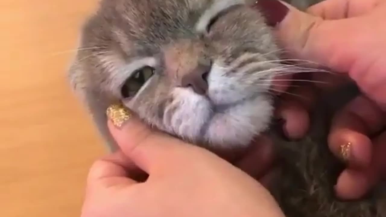 funny animals