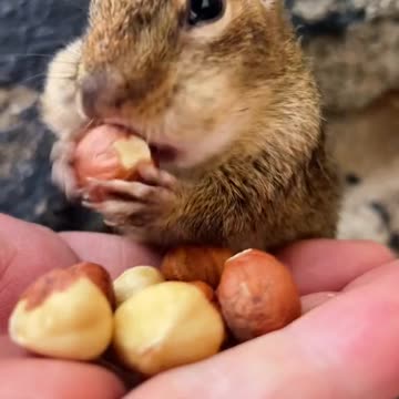 Thank you God my little Squishy is back from hibernation, fill the cheeks my sweet baby