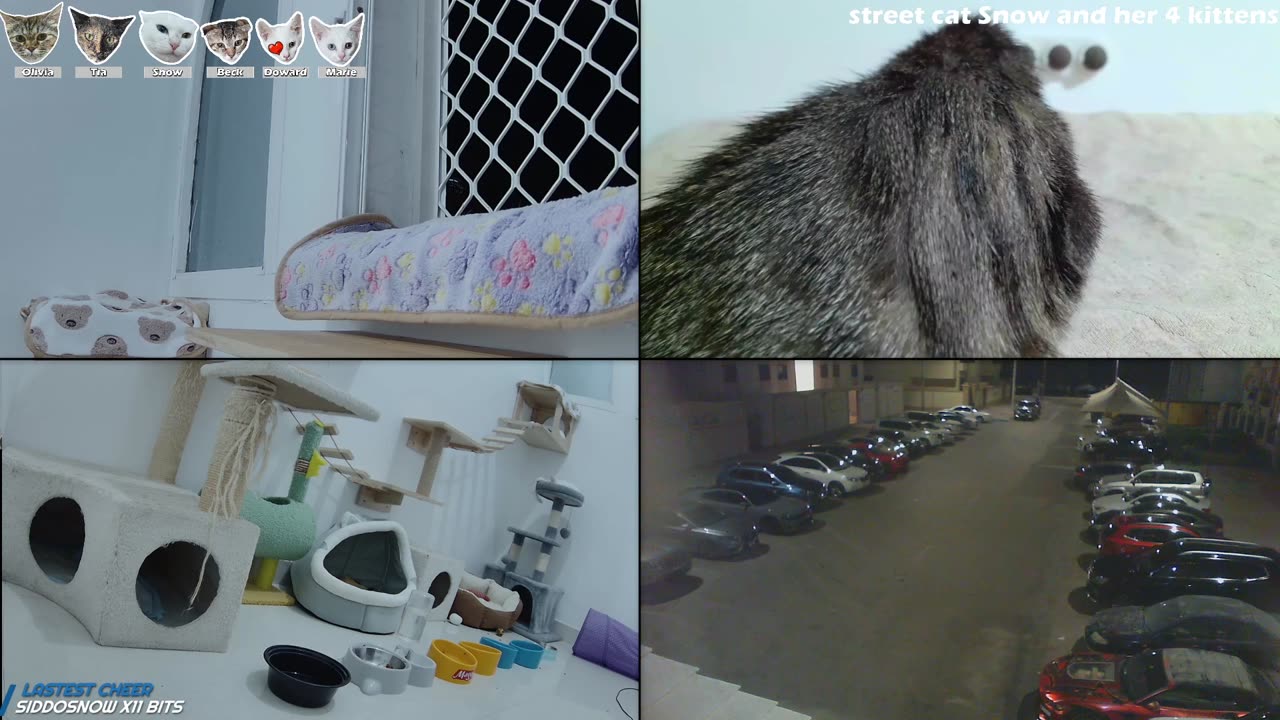 🟢 24/7 stream with our rescue street cats 🟢 Cat room