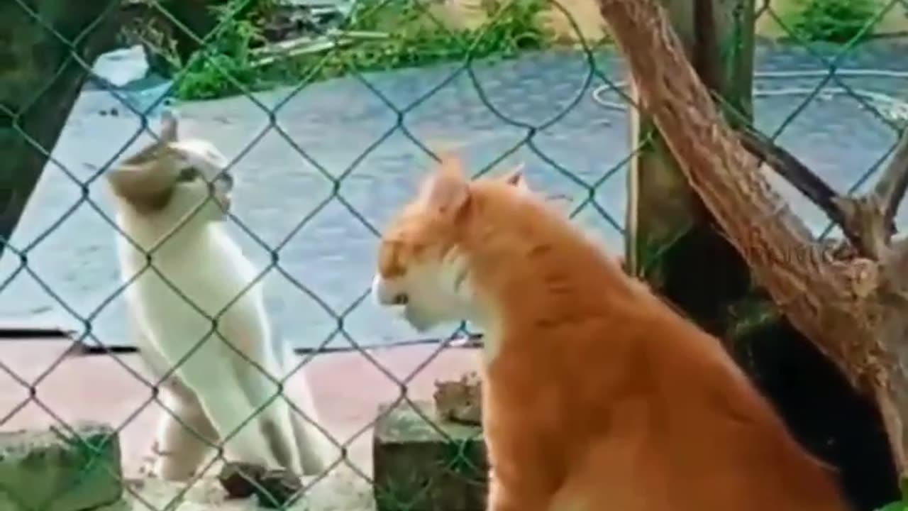 😂🐈‍⬛நான் இன்னும் சாகல🐕😂#viral #trending #shorts #cutecat #funnyanimalvideos @viral