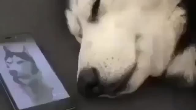 Funny Dog Crying