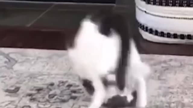 Funniest Cats and Dogs 🐱🐶 Part 2