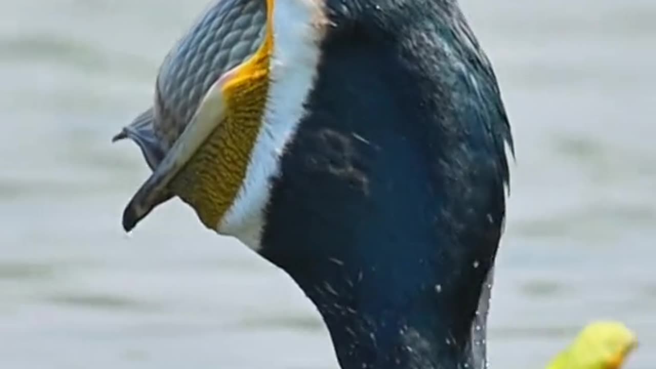 Bird swallowing fish