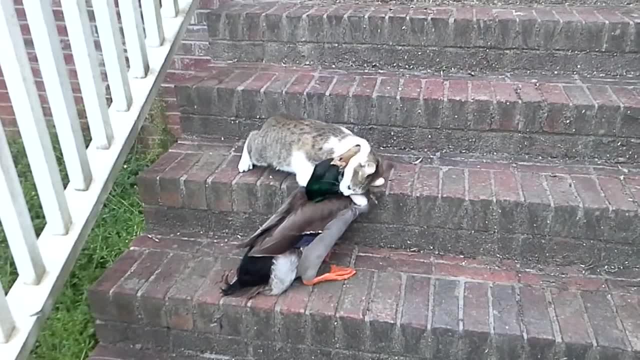 cat duck fight Tom Bonin ( it's funny, they're playing)