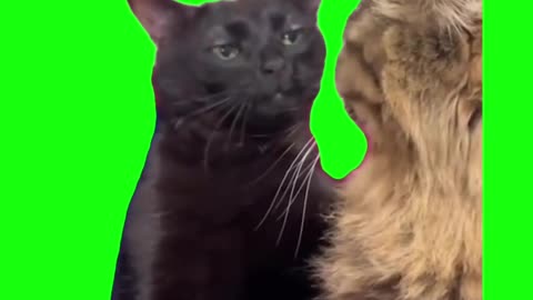 Famous Cat Meme Template | Cat Memes