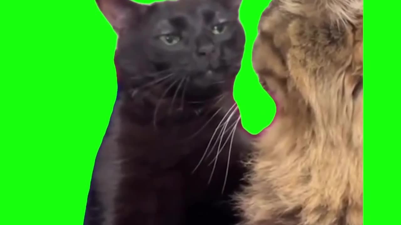 Famous Cat Meme Template | Cat Memes