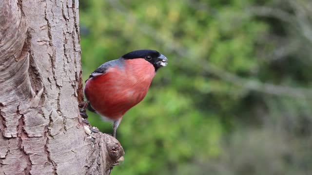 Bullfinch Male Red