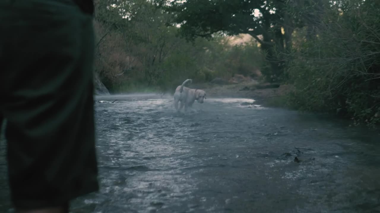 My dogy playing while raining