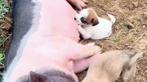 pigs r fucking awesome 😎 ❤️❤️❤️❤️❤️